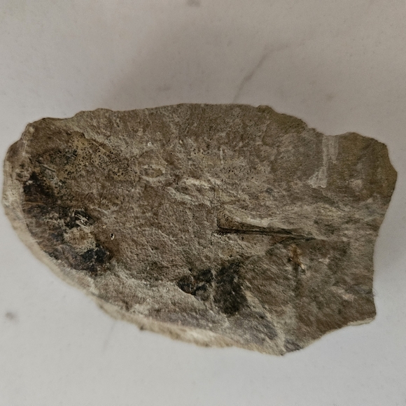 Genuine LEAF FOSSIL - Picture 2 of 3